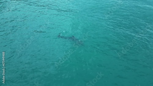 Wallpaper Mural dolphins splash in the black sea and fish in the blue water . High quality 4k footage Torontodigital.ca