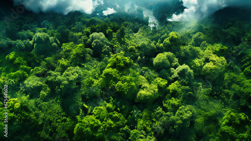 Striking view of a dense forest canopy from a bird's eye perspective