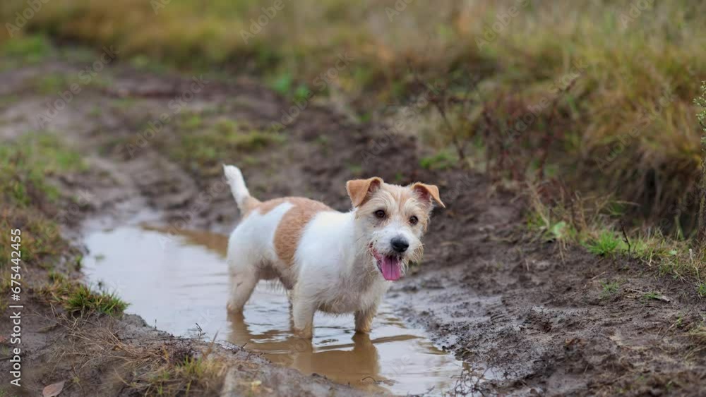 The dog is standing in a puddle. Jack Russell Terrier is walking on the street. Wet and dirty pet on a walk. Inclement weather The dog is standing in a puddle. Jack Russell Terrier is walking on the street. Wet and dirty pet on a walk. Inclement weather