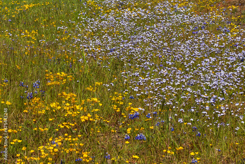 Close-up at wildflowers carpet at North Table Mountain Ecological Preserve, Oroville, California, USA , close-up pattern featuring yellow, white and purple flowers 