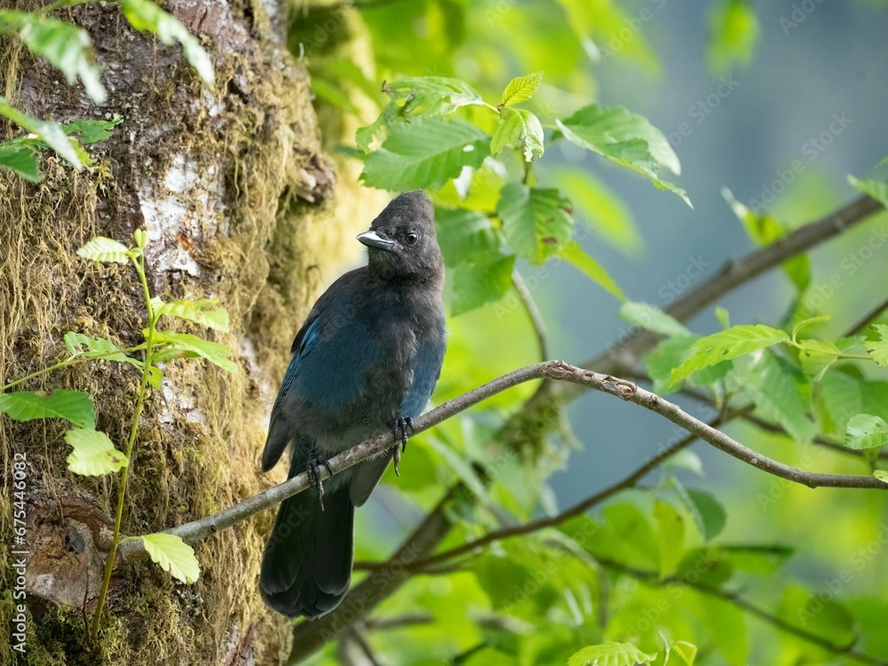the bird is sitting on the tree branch and watching the birds the bird is sitting on the tree branch and watching the birds