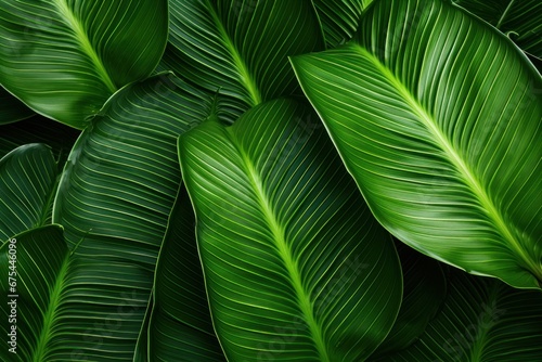 Tropical leaves, abstract green leaf texture in garden