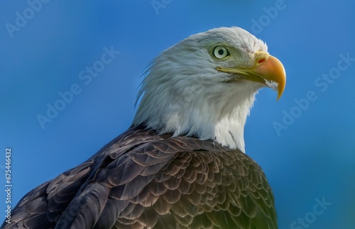 a close up of a bald eagle looking to the side
