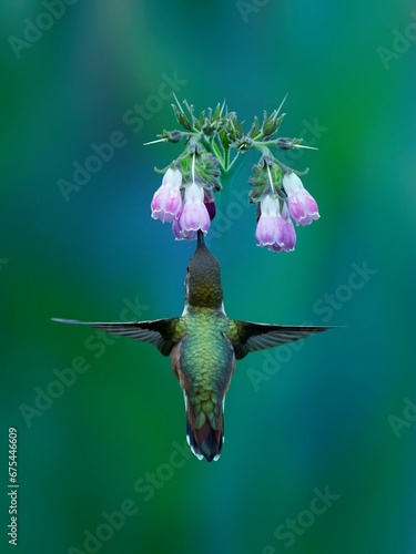 Photography Close-up vertical shot of a small, colorful hummingbird pollinating a vibrant co