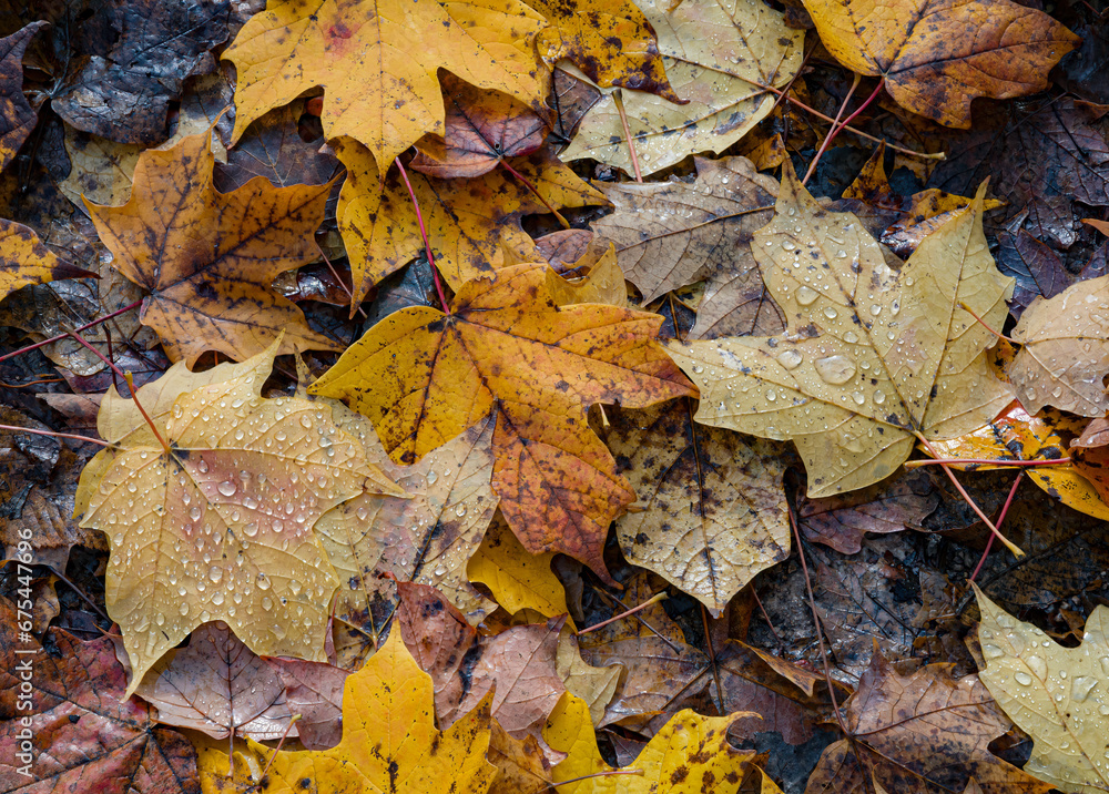 709-66 Raindrops on Leaves