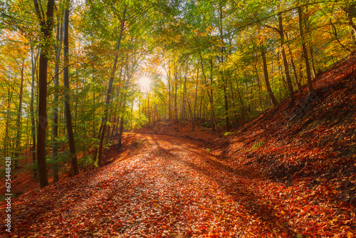 Gorgeous autumn forest with bright sunrays bursting through the tree crown. Forest path covered in multicolored autumn leaves running through the forest