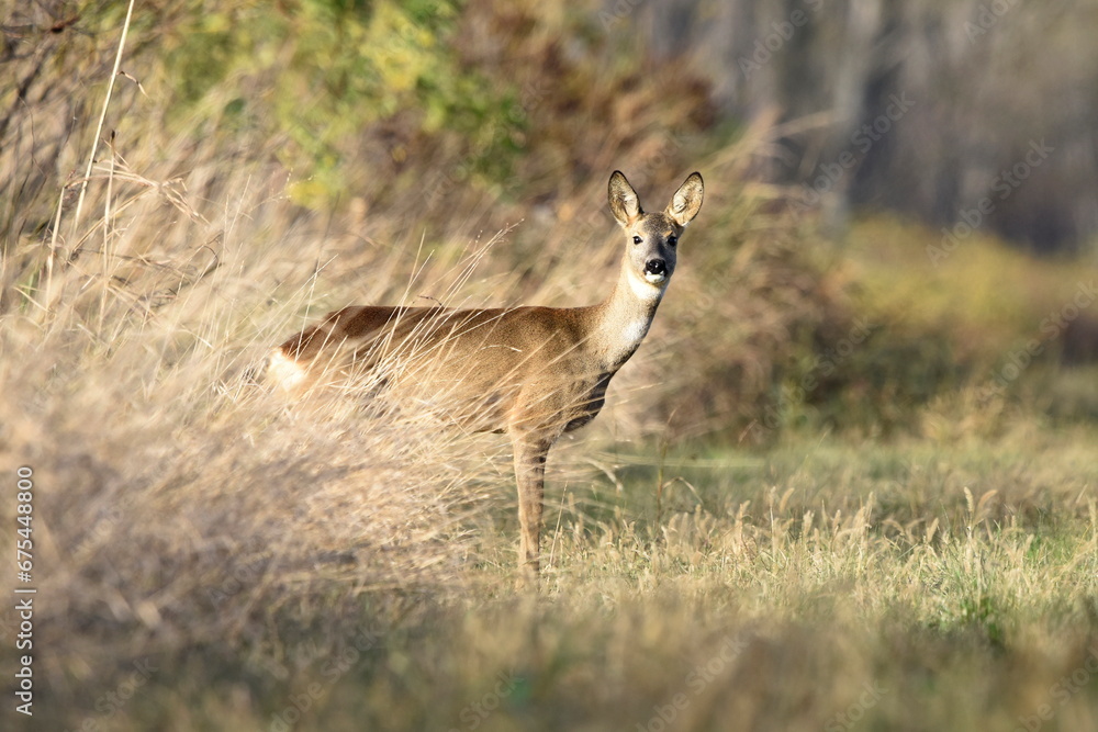 Deer coming out of her shelter. Deer coming out of her shelter.