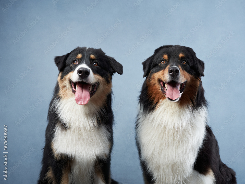 Two Australian Shepherds sit side by side, their happy demeanor against a blue studio background. These dogs display the breed's friendly and attentive
