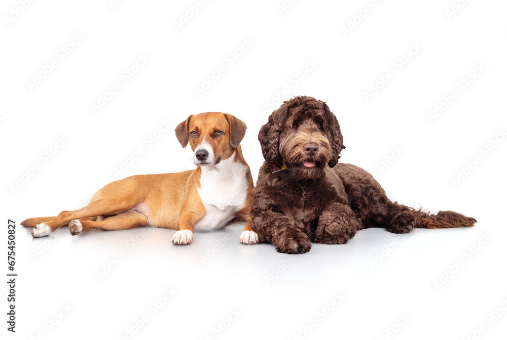 Isolated dogs lying side by side. Two puppy dog friends taking a break from playing. Pet companionship and mental health. Female Harrier mix dog with female Australian Labradoodle. Selective focus.