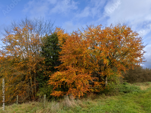 Herbstzeit auf Feld und Flur, Farben explodieren