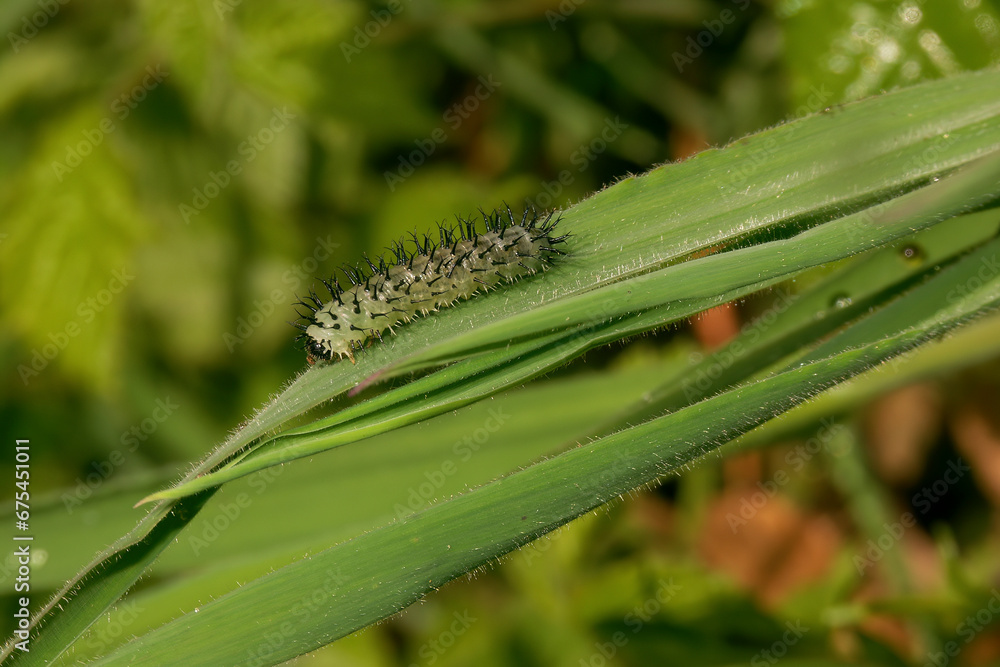 Fototapeta premium Closeup on he spicky caterpillar of a parasitic sawfly, Periclista pubescens, sitting on a green leaf