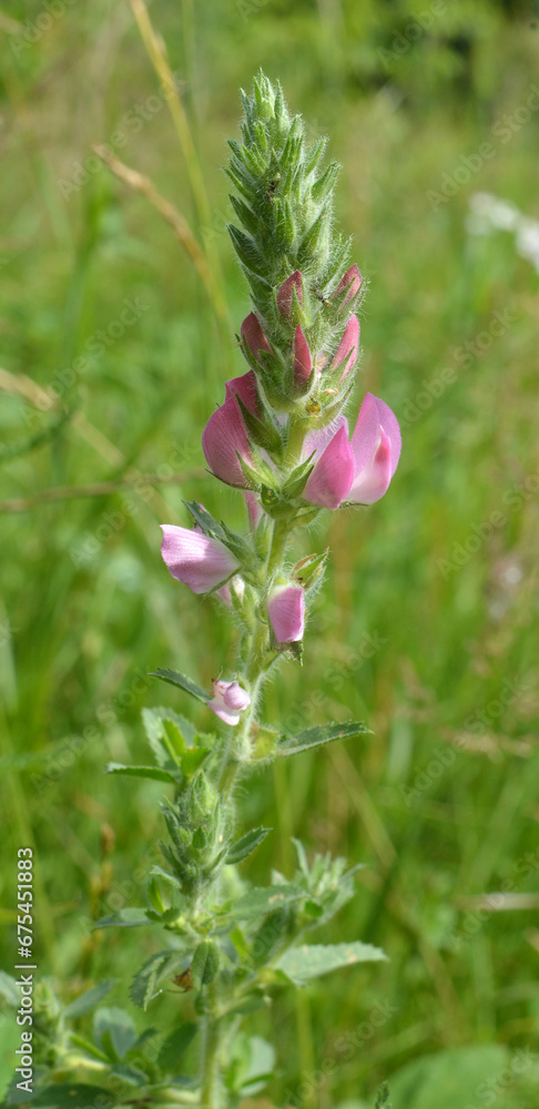 In nature, ononis spinosa grows among grasses In nature, ononis spinosa grows among grasses
