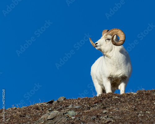 Dall Sheep ram in Denali