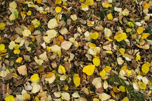 the ground is filled with fallen leaves and green grass in the fall