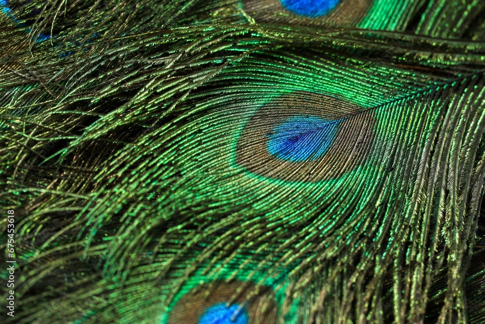 Fototapeta premium Closeup of peacock feathers in a pile