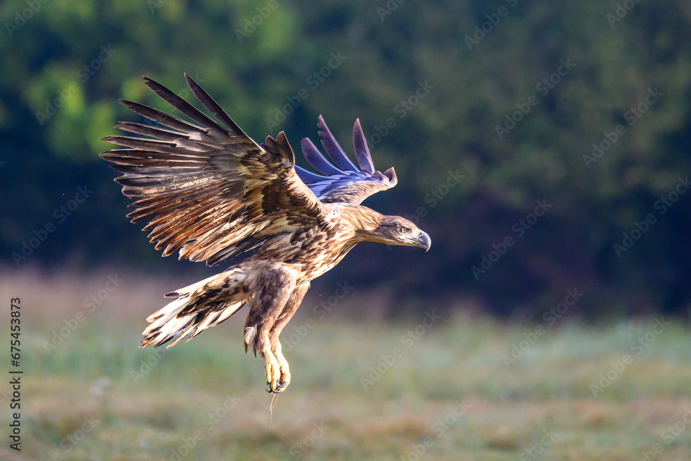 Obraz premium Seeadler