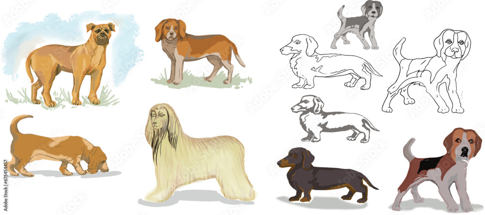 Dogs beagle, afghan hound, basset hound, bullmastiff hand drawn cute cartoon sketch coloring set pets on a white background separately