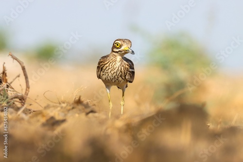 Indian stone-curlew small bird perched atop the grass. photo