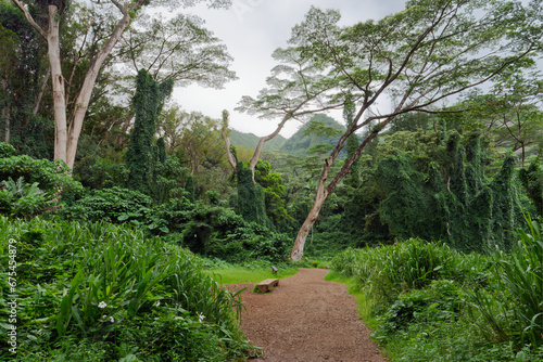 View of a forest path and wooden bench in the distance on the Manoa Falls Trail on the island of Oahu, Hawaii photo
