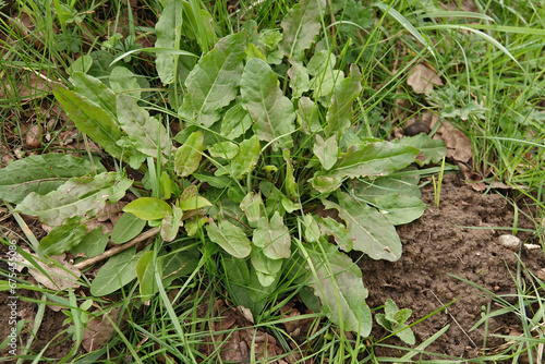 Fotografía Low angle closeup on a fresh emerging garden sorrel, or sour dock, Rumex acetosa