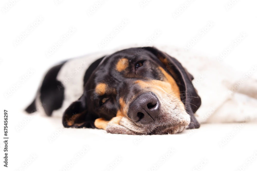Large dog sleeping headshot with defocused body. Close up of extra large puppy dog with skin scrunched up face. Male Bluetick Coonhound or Coon dog, black and white mottled. Selective focus on nose