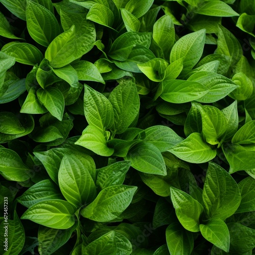 Green plant texture, banner. © Ghazanfar