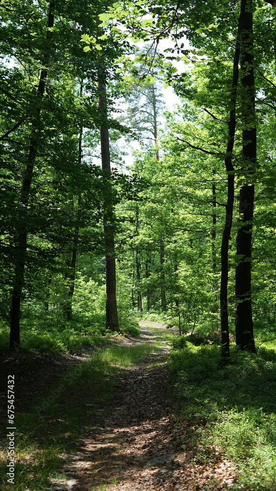 Obraz premium path in the forest