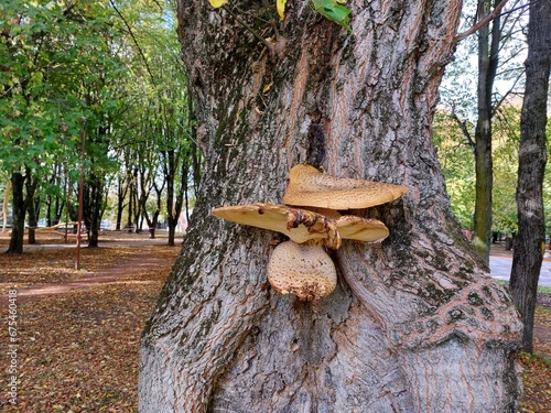 A mushroom grew on a tree trunk in a city park.