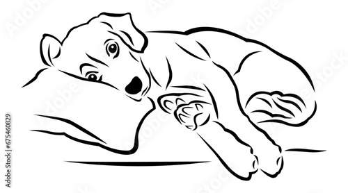 Dog Resting On Pillow