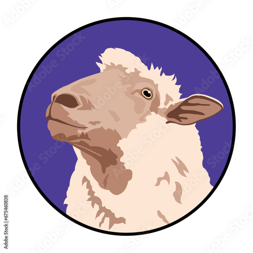 Domestic Sheep Portrait