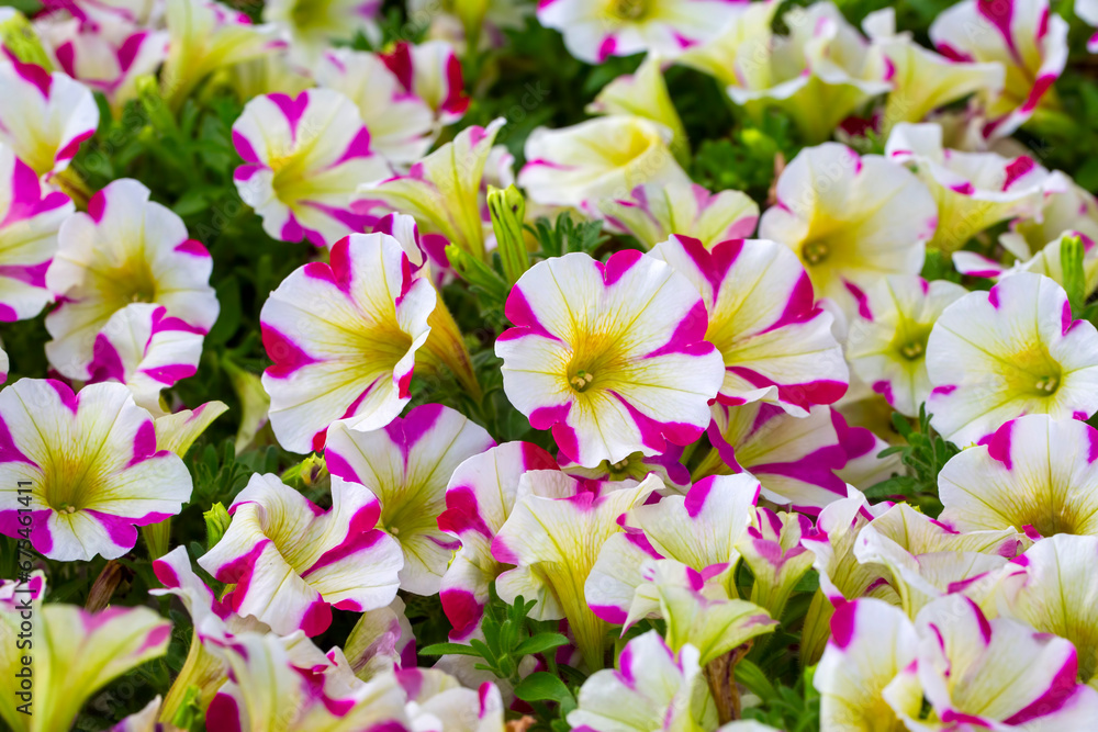 Petunia flowers blooming in spring time Petunia flowers blooming in spring time