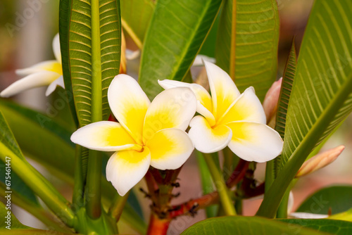 Plumeria is a genus of the ...