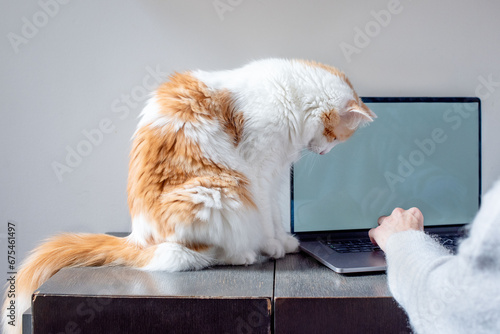 Un chat curieux regarde un clavier d'ordinateur. © blackcat126