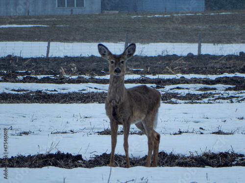 deer in snow filled field