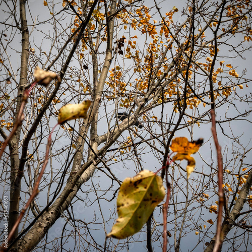 autumn leaves against sky