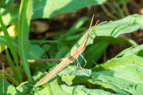 Slantface grasshopper, cone-headed grasshopper, genus Acrida