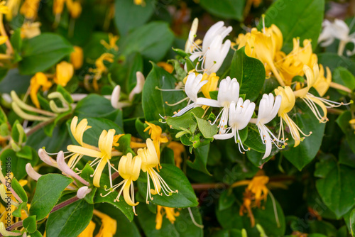 Close up group of yellow and white Honeysuckle, Lonicera etrusca photo
