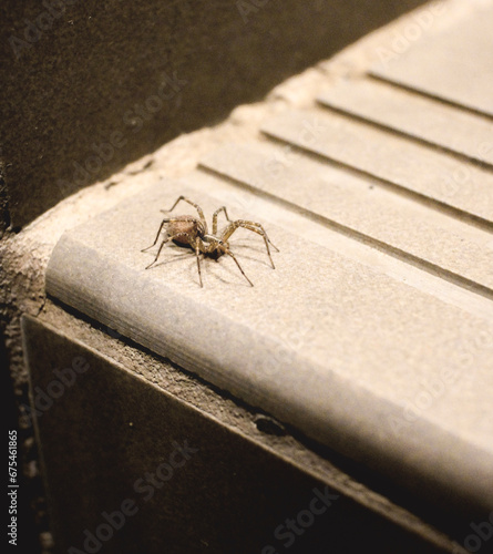 spider on steps