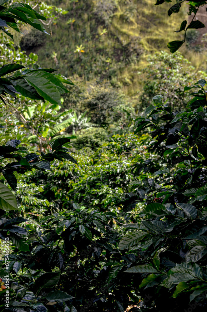 Obraz premium Coffee Field after harvest