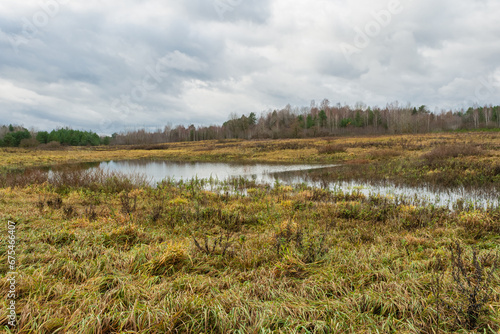 A field with withered, bent grass is flooded with water after rains. Shrubs and forest without foliage. Sky with large rain clouds. Gloomy autumn landscape