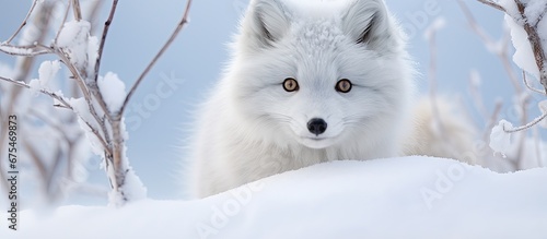 In the stunning winter landscape of Canada a beautiful white snow covered nature background sets the perfect scene for a portrait of a young cute animal with captivating eyes highlighting th