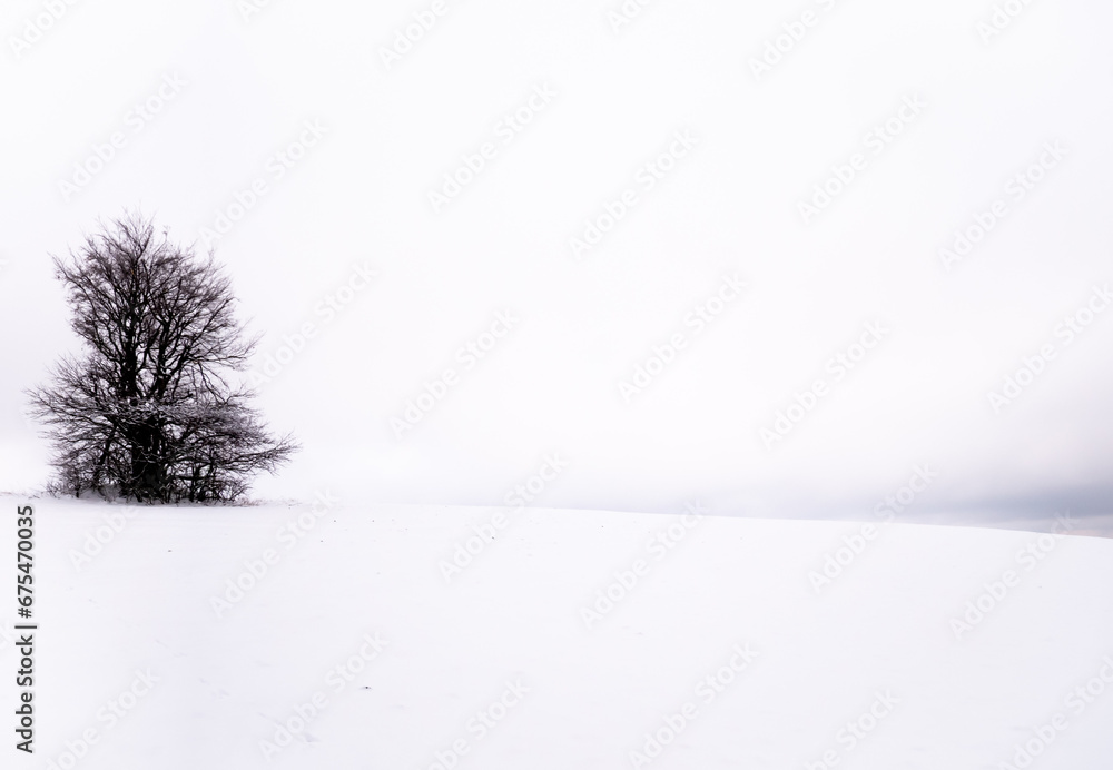 Fototapeta premium Isolated solitary tree on white snowy and cloudy background surrounded by mysterious gloomy landscape