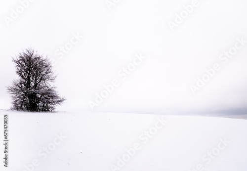 Isolated solitary tree on white snowy and cloudy background surrounded by mysterious gloomy landscape © Jansk