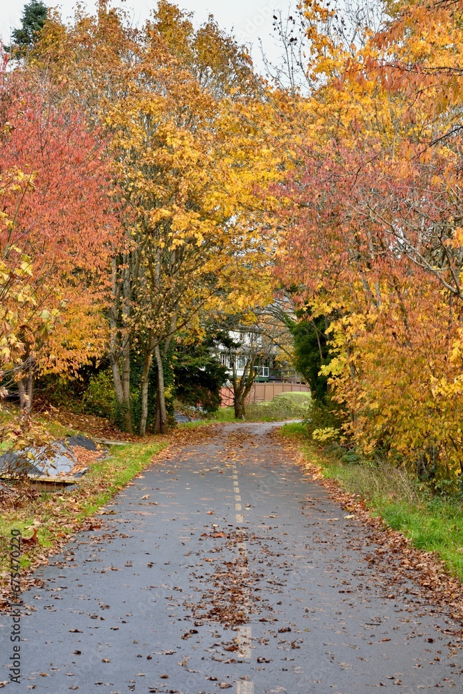 Naklejka premium Fall seasonal autumn leaf colour in nature garden settings
