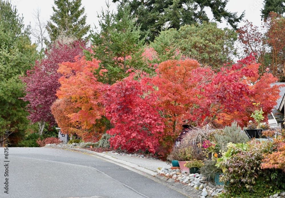 Naklejka premium Fall seasonal autumn leaf colour in nature garden settings