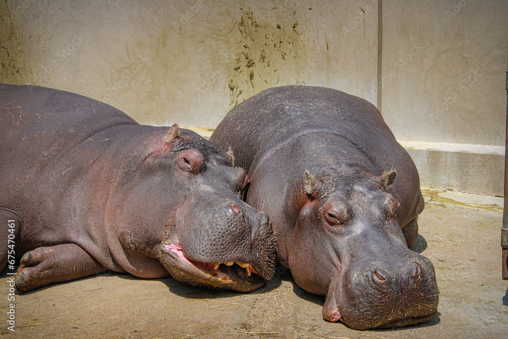 hippopotamus resting in the water hippopotamus resting in the water