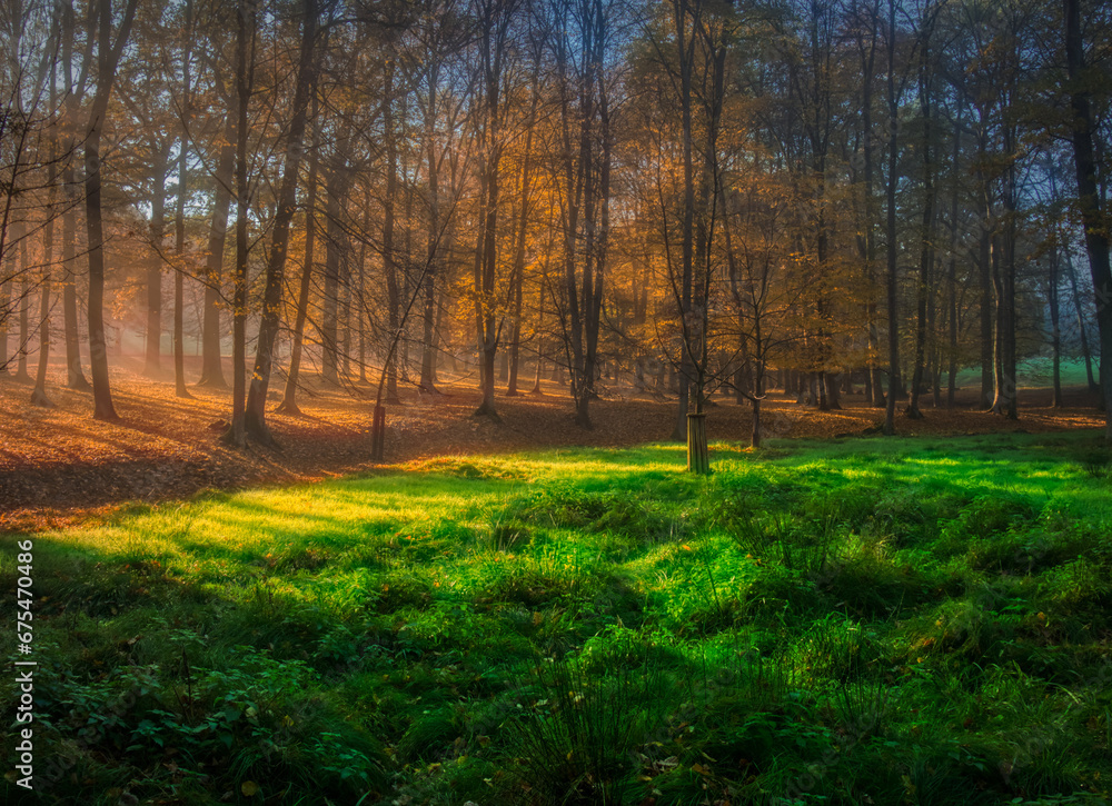 Fototapeta premium Mysterious foggy forest during autumn day