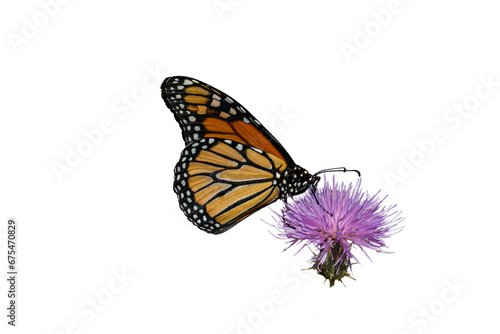 Monarch Butterfly  Danaus plexippus  Photo  on a Transparent Background  Feeding on Arizona Thistle