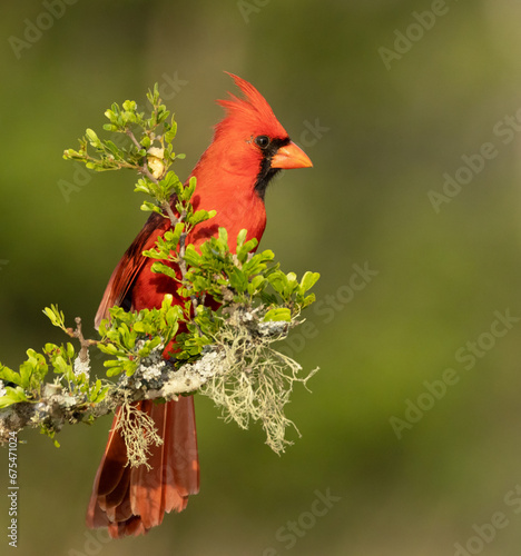 Cardinal Perched On A Branch