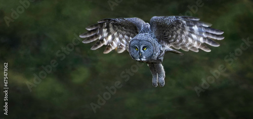 Great Gray Owl In Flight